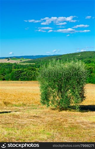 Olive Tree in the Chianti Region of Italy