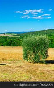 Olive Tree in the Chianti Region of Italy