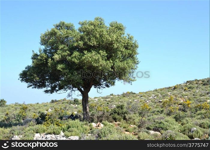 Olive tree in the hillocks in Krassi on Crete, Greeche.