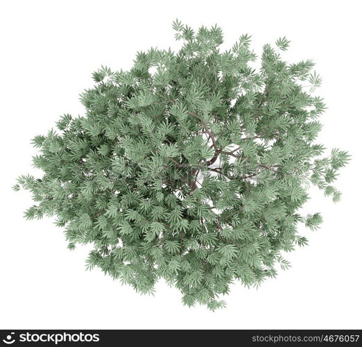 olive tree isolated on white background. top view. 3d illustration