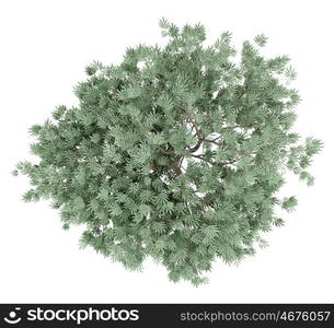 olive tree isolated on white background. top view. 3d illustration