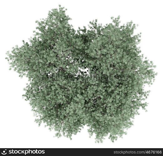 olive tree isolated on white background. top view. 3d illustration