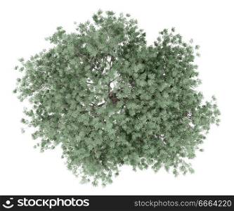 olive tree isolated on white background. top view. 3d illustration
