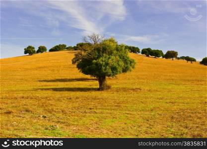 Olive Tree on Sloping Hill of Spain in the Autumn