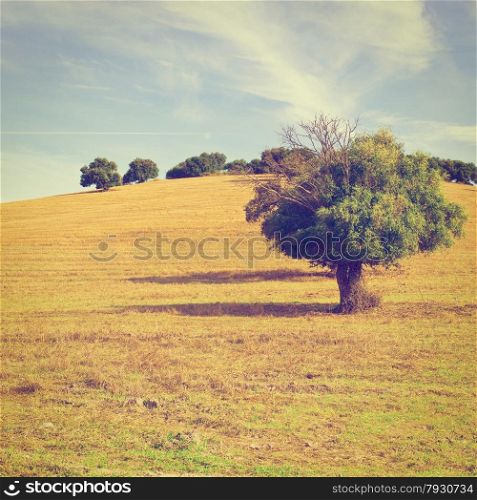 Olive Tree on Sloping Hill of Spain in the Autumn, Instagram Effect