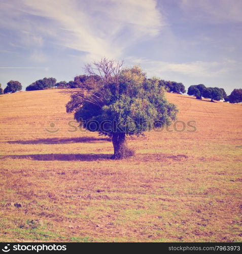 Olive Tree on Sloping Hill of Spain in the Autumn, Instagram Effect