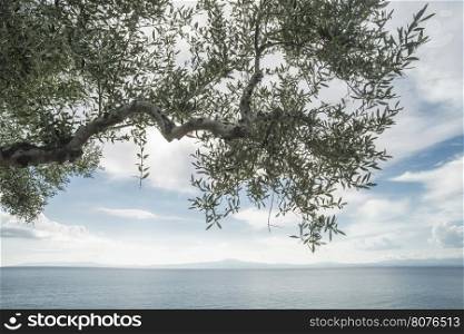 Olive tree on the beach. Blue sky
