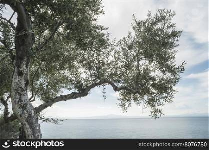Olive tree on the beach. Blue sky