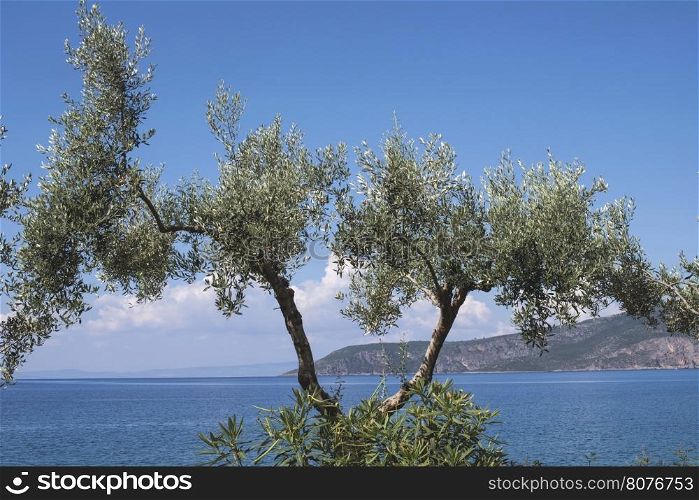 Olive tree on the beach. Blue sky. Greece