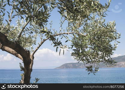 Olive tree on the beach. Blue sky. Greece