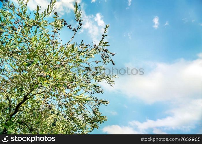 Olive tree over blue sky background, abstract natural border, agricultural landscape, olive oil production, autumn harvest season concept