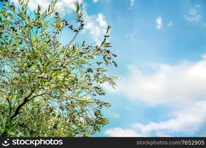 Olive tree over blue sky background, abstract natural border, agricultural landscape, olive oil production, autumn harvest season concept