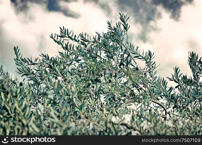 Olive tree over cloudy overcast sky background, autumn weather, organic food production, harvest season concept