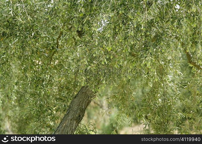 Olive tree with green fruits in Spain