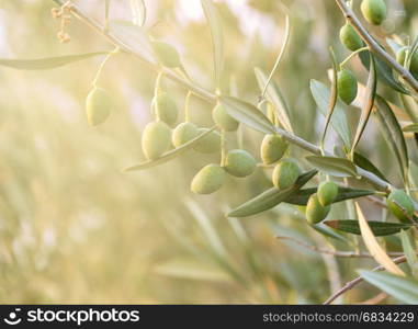 Olive tree with leaves, natural sunny agricultural food background