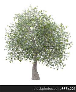 olive tree with olives isolated on white background. 3d illustration