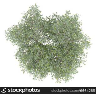 olive tree with olives isolated on white background. top view. 3d illustration
