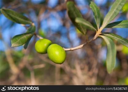 Olive tree with two olives in a branch with leaves in andalusia spain
