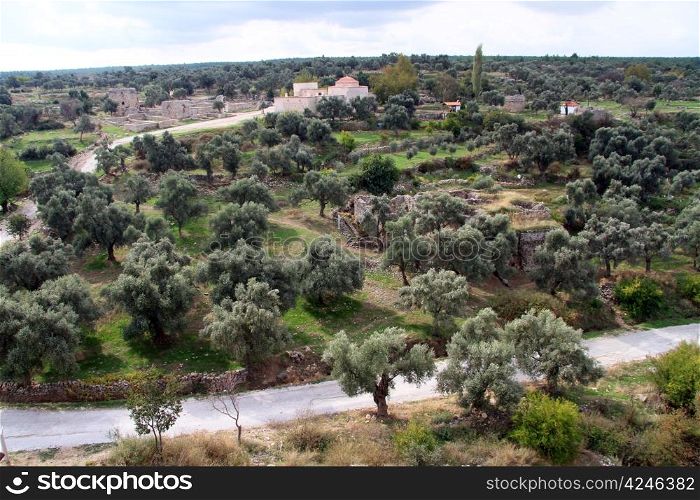 Olive trees a nd ruins near Miilas, Turkey