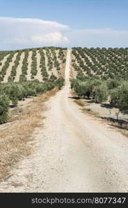 Olive trees and dirt road in olive plantation