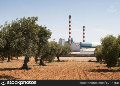 Olive trees and factory on the background