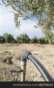 Olive trees and irrigation systems