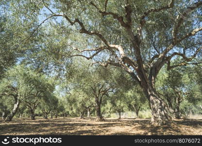 Olive trees and sun rays. Olive plantation