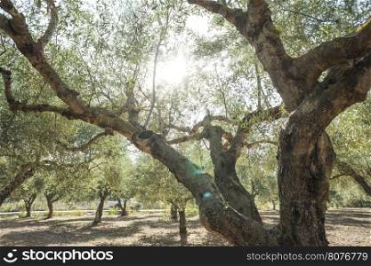 Olive trees and sun rays. Olive plantation