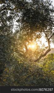 Olive trees at sunset.