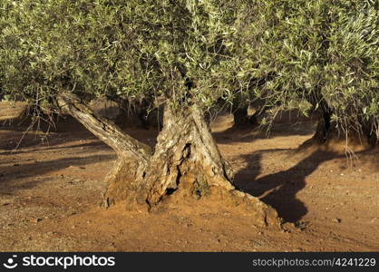 Olive trees at sunset light