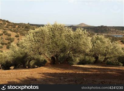 Olive trees at sunset light