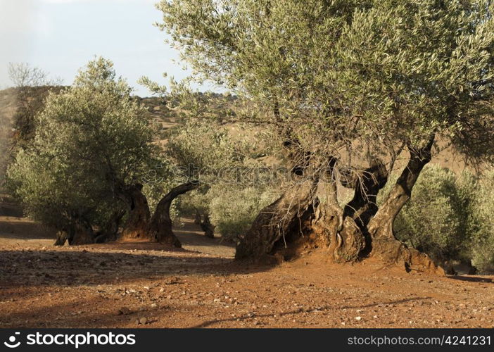 Olive trees at sunset light