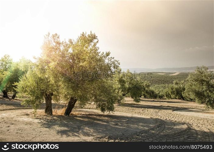 Olive trees at sunset. Sun rays