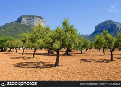 Olive trees from Majorca soil from mediterranean islands of Spain