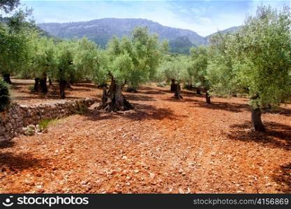 Olive trees from Majorca with red clay soil from Balearic islands in Spain