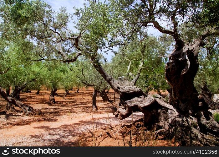 Olive trees from Majorca with red clay soil from Balearic islands in Spain