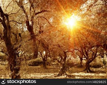 Olive trees garden in autumn, bright sun beams through tree branches, food industry, agricultural landscape, olive cultivation, harvest concept