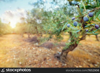 Olive trees garden in mild sun light, cultivation of a black olives, olive oil production, autumn harvest season concept