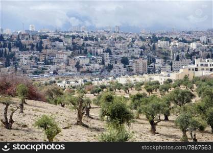 Olive trees grove and Eastern Jerusalem, Israel