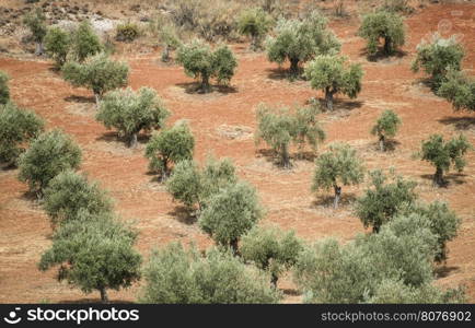 Olive trees in a row. Olive plantation