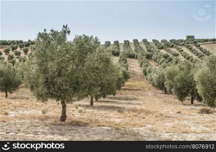 Olive trees in a row. Olive plantation