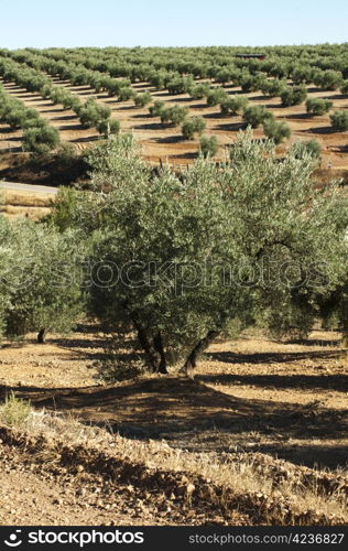 Olive trees in a row. Plantation and cloudy sky