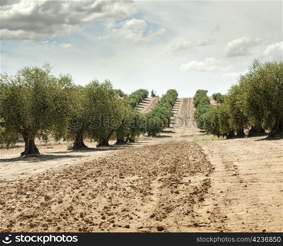Olive trees in a row. Plantation and cloudy sky