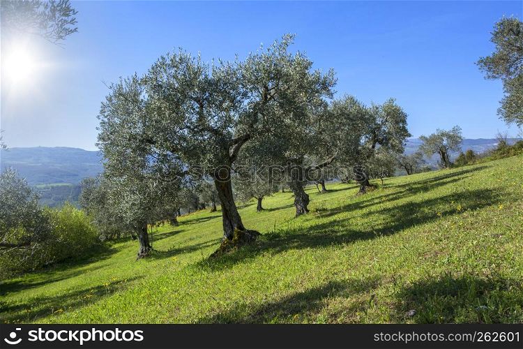 Olive trees in a row. Plantation at mountain, Italy