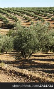 Olive trees in a row. Spanish red soil