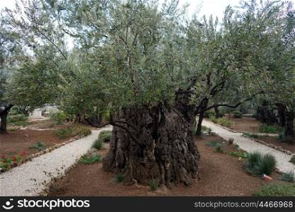 Olive trees in Gethsemane grden in Jerusalem, Israel