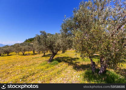 Olive trees in Greece