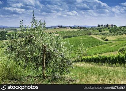Olive trees in Italy. Olive plantation