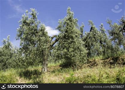 Olive trees in Italy. Olive plantation