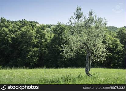 Olive trees in Italy, Tuscany